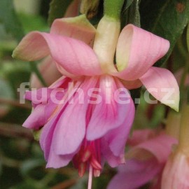 fuchsie Hans van de Beek - Fuchsia Hans van de Beek