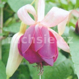 fuchsie Curtian Call - Fuchsia Curtian Call