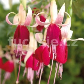 fuchsie Sinter Maarten - Fuchsia Sinter Maarten