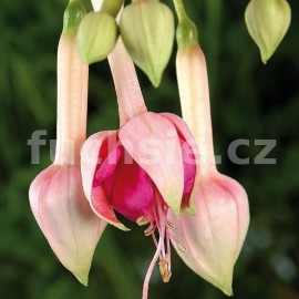 fuchsie Donsk Pearl - Fuchsia Donsk Pearl