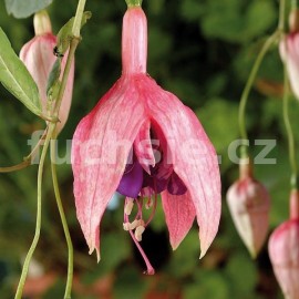 fuchsie Bert's Jaenneke - Fuchsia Bert's Jaenneke