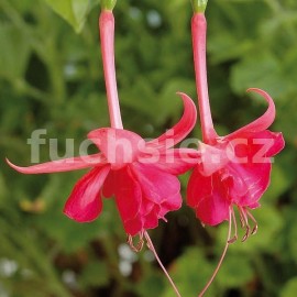 fuchsie Pabbe's Wenkltefie - Fuchsia Pabbe's Wenkltefie