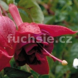 fuchsie Glockenspiel - Fuchsia Glockenspiel