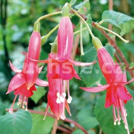 fuchsie Menna - Fuchsia Menna