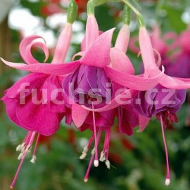 fuchsie Hulshort Bloei - Fuchsia Hulshort Bloei