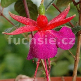 fuchsie Little Geme - Fuchsia Little Geme