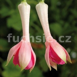 fuchsie Rita Kolk - Fuchsia Rita Kolk