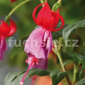 fuchsie Abb Farges - Fuchsia Abb Farges