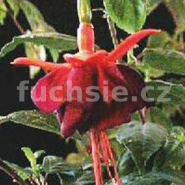 fuchsie Jou Patmore - Fuchsia Jou Patmore