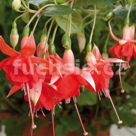 fuchsie Uschi Willkomm - Fuchsia Uschi Willkomm