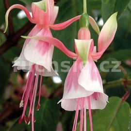 fuchsie Leonora - Fuchsia Leonora