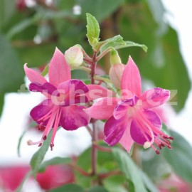 fuchsie Jenifer Haslam - Fuchsia Jenifer Haslam