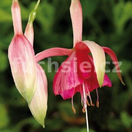 fuchsie Carioca - Fuchsia Carioca