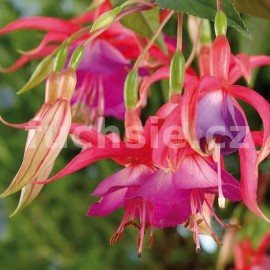 fuchsie City of Derby - Fuchsia City of Derby