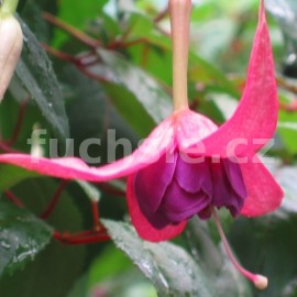 fuchsie Rosse Lambert - Fuchsia Rosse Lambert