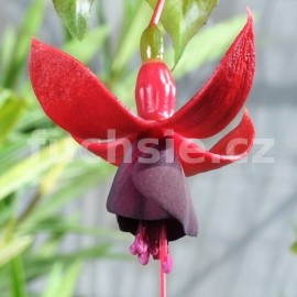 fuchsie Major Bosshard - Fuchsia Major Bosshard