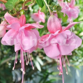 fuchsie La Muzica - Fuchsia La Muzica