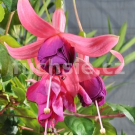 fuchsie Gay Spiner - Fuchsia Gay Spiner