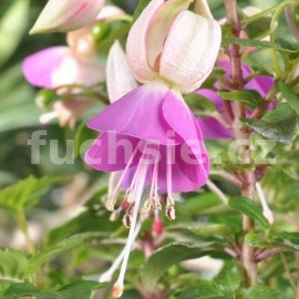 fuchsie Bush Violet - Fuchsia Bush Violet