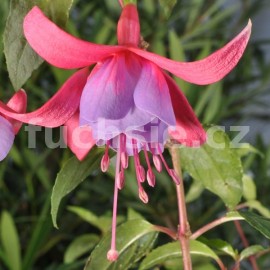 fuchsie Tenessee Walz - Fuchsia Tenessee Walz