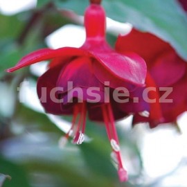 fuchsie Bens Ruby - Fuchsia Bens Ruby