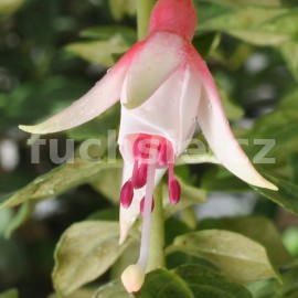 fuchsie Brenda White - Fuchsia Brenda White