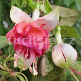 fuchsie Bert - Fuchsia Bert