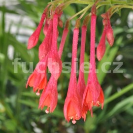 fuchsie Fabian Franck - Fuchsia Fabian Franck