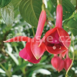 fuchsie Herps Gamba - Fuchsia Herps Gamba