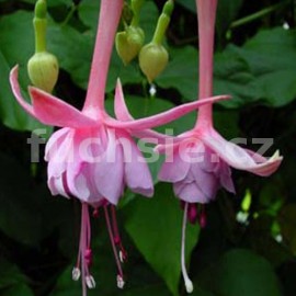 fuchsie Impala - Fuchsia Impala