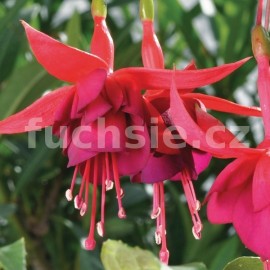 fuchsie Janna Roddenhof - Fuchsia Janna Roddenhof