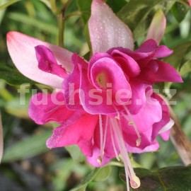 fuchsie Keepsake - Fuchsia Keepsake