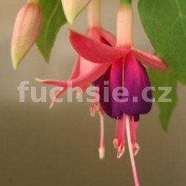 fuchsie Jan Houtsma - Fuchsia Jan Houtsma