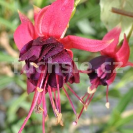 fuchsie Lea de Smedt - Fuchsia Lea de Smedt