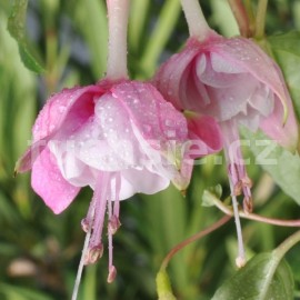 fuchsie Lisete Kums - Fuchsia Lisete Kums