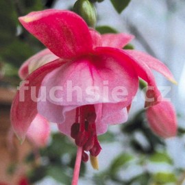 fuchsie Silipup - Fuchsia Silipup