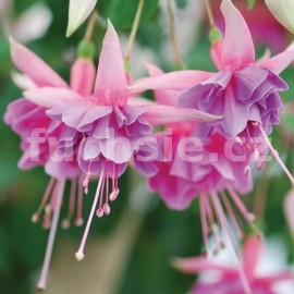 fuchsie Martha Brouwers - Fuchsia Martha Brouwers