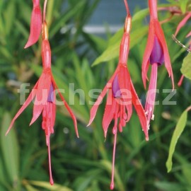 fuchsie magelnsk var. Aurea - Fuchsia magelanica var. Aurea