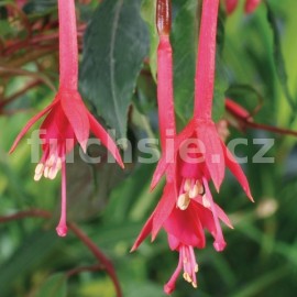 fuchsie Marina Lokhorst - Fuchsia Marina Lokhorst