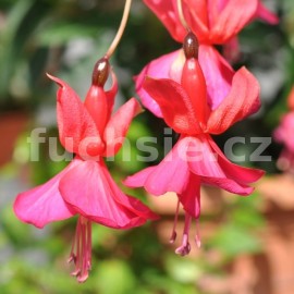 fuchsie Mary Fairolo - Fuchsia Mary Fairolo