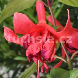 fuchsie Oldbury Gem - Fuchsia Oldbury Gem