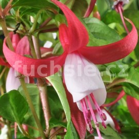 fuchsie Petra - Fuchsia Petra