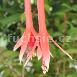 fuchsie Poermenneke - Fuchsia Poermenneke