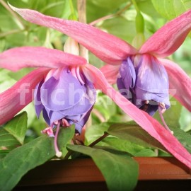 fuchsie Texas Star - Fuchsia Texas Star