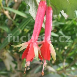 fuchsie Walz Toeter - Fuchsia Walz Toeter