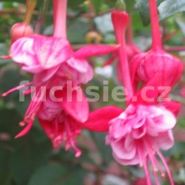 fuchsie Brevis Megaera - Fuchsia Brevis Megaera