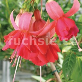 fuchsie Schne Hanaurin - Fuchsia Schne Hanaurin