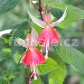 fuchsie China Lantern - Fuchsia China Lantern