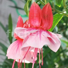 fuchsie Playboy - Fuchsia Playboy