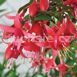 fuchsie Keesje - Fuchsia Keesje